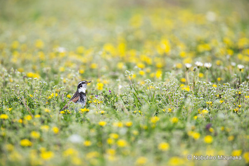 野鳥写真家 水中伸浩 作例2