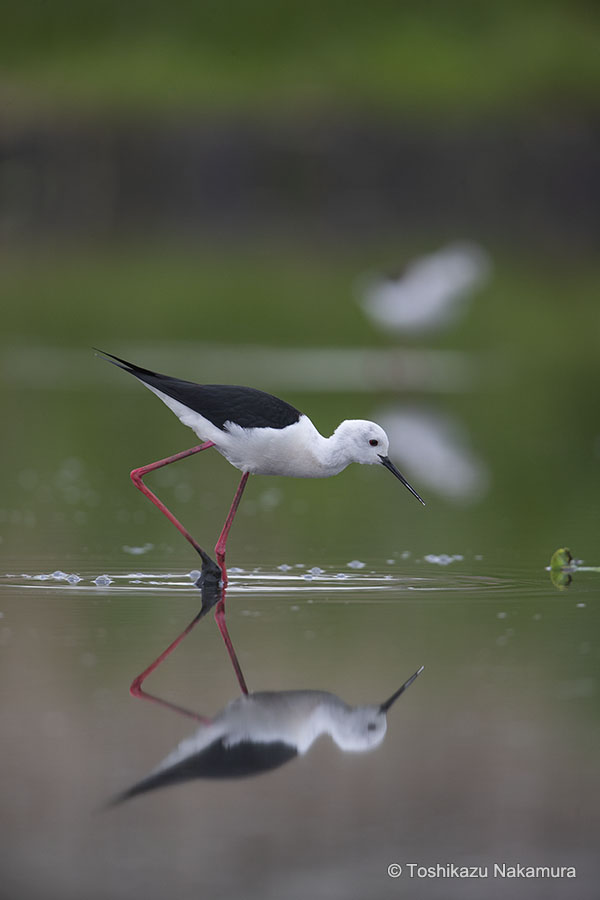 野鳥写真家 中村利和 作例1