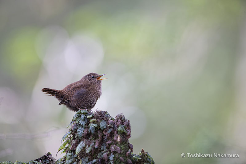 野鳥写真家 中村利和 作例2