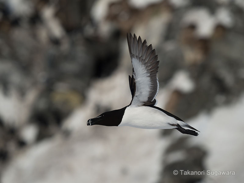 野鳥写真家 菅原貴徳 作例2