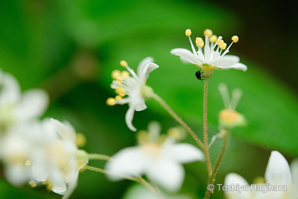 萩原俊哉 花写真の作例