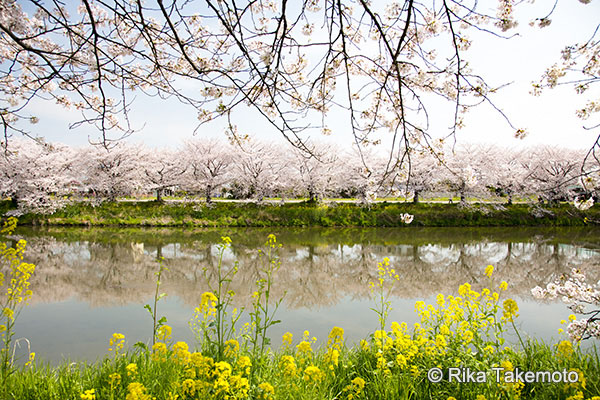 マーキンス 自由雲台 作例 春の川辺