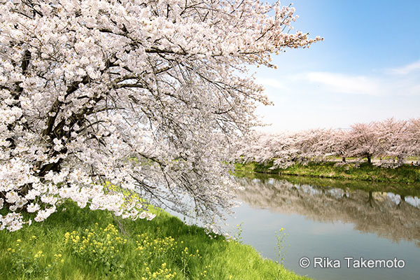 マーキンス 自由雲台 作例 桜満開