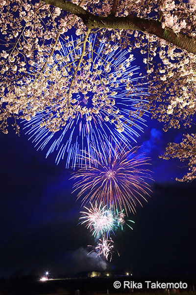 マーキンス 自由雲台 作例 桜と花火の競演