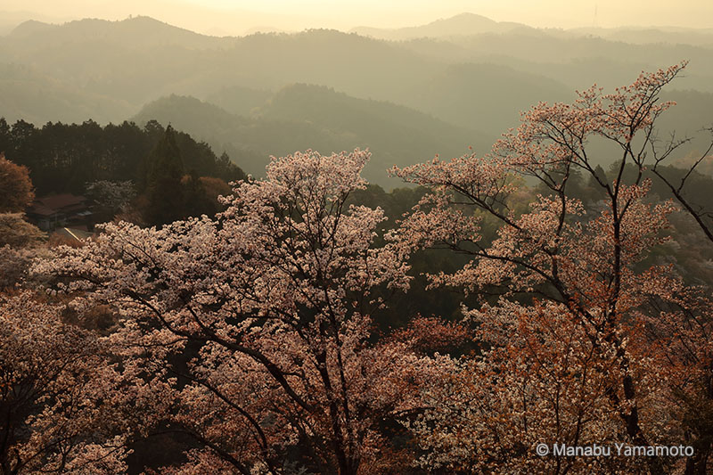 写真家 山本学 作例1