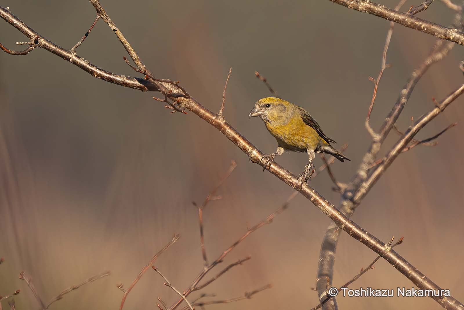 野鳥写真家 中村利和