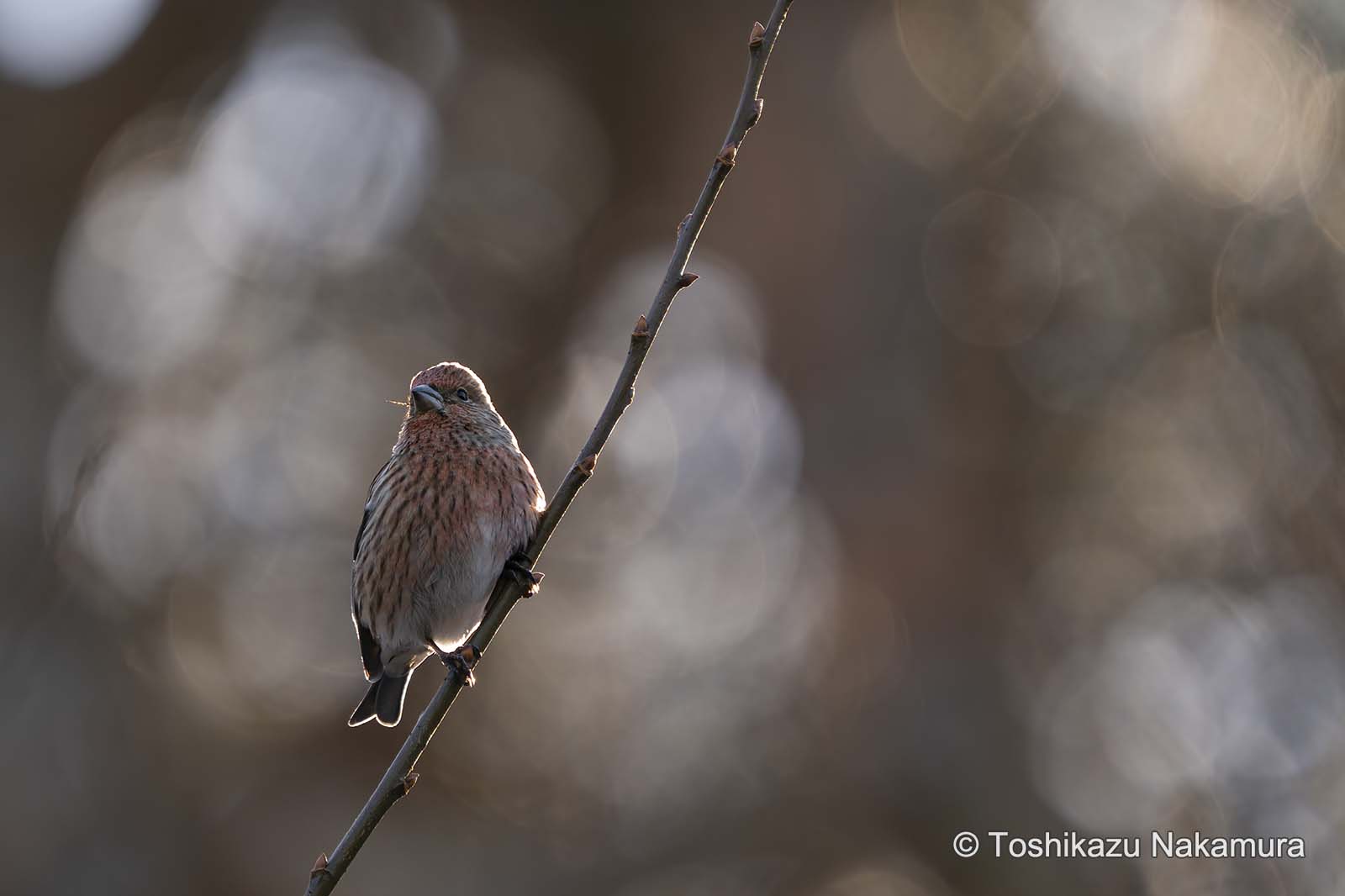 野鳥写真家 中村利和