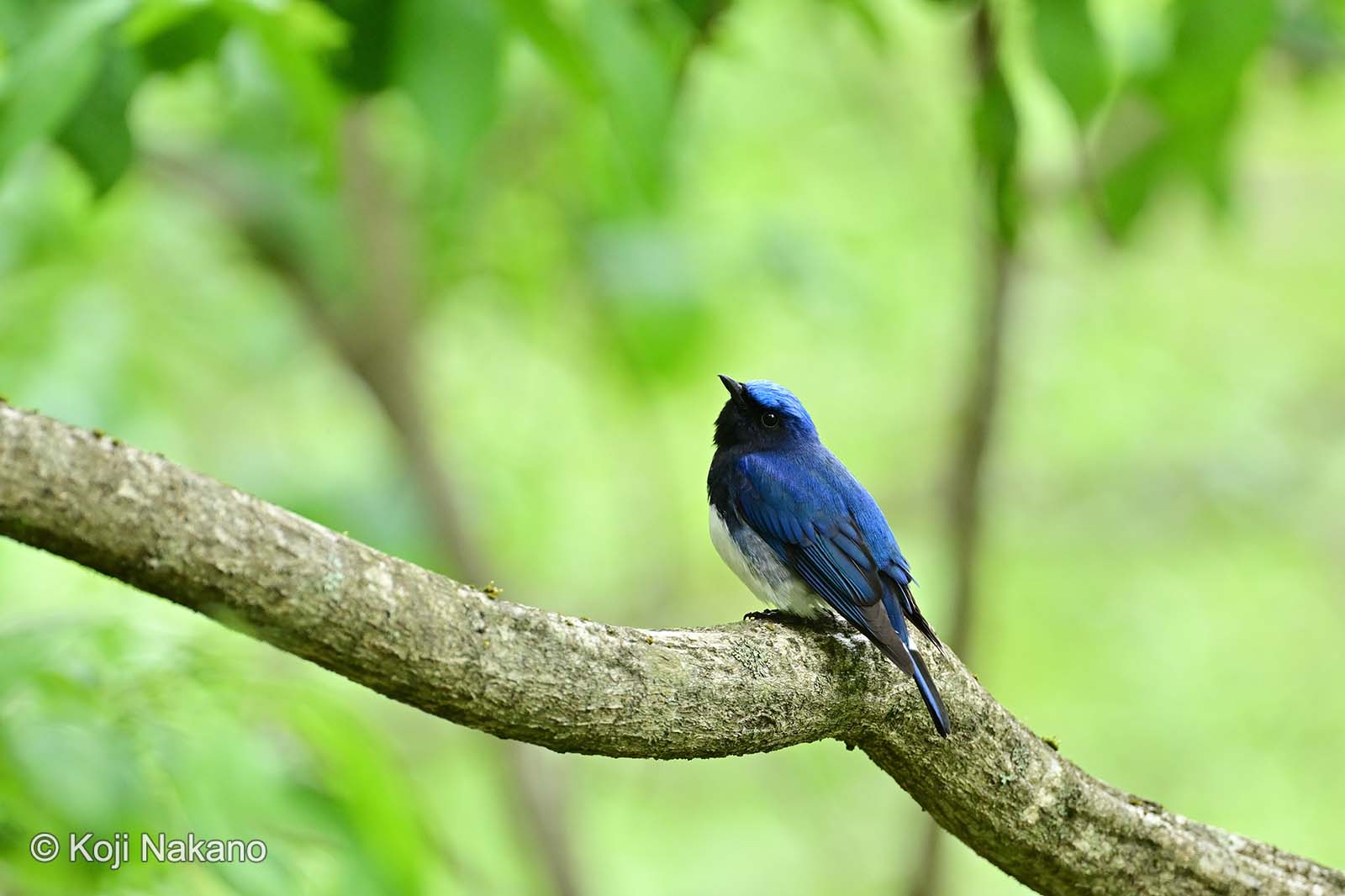 野鳥写真家 中野耕志