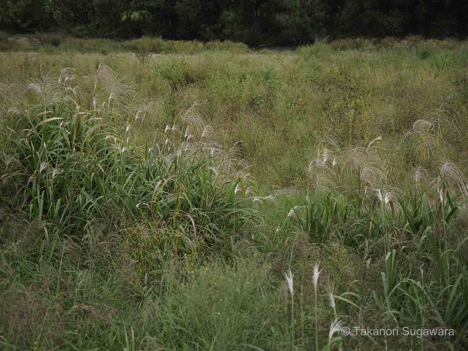 野鳥写真家 菅原貴徳