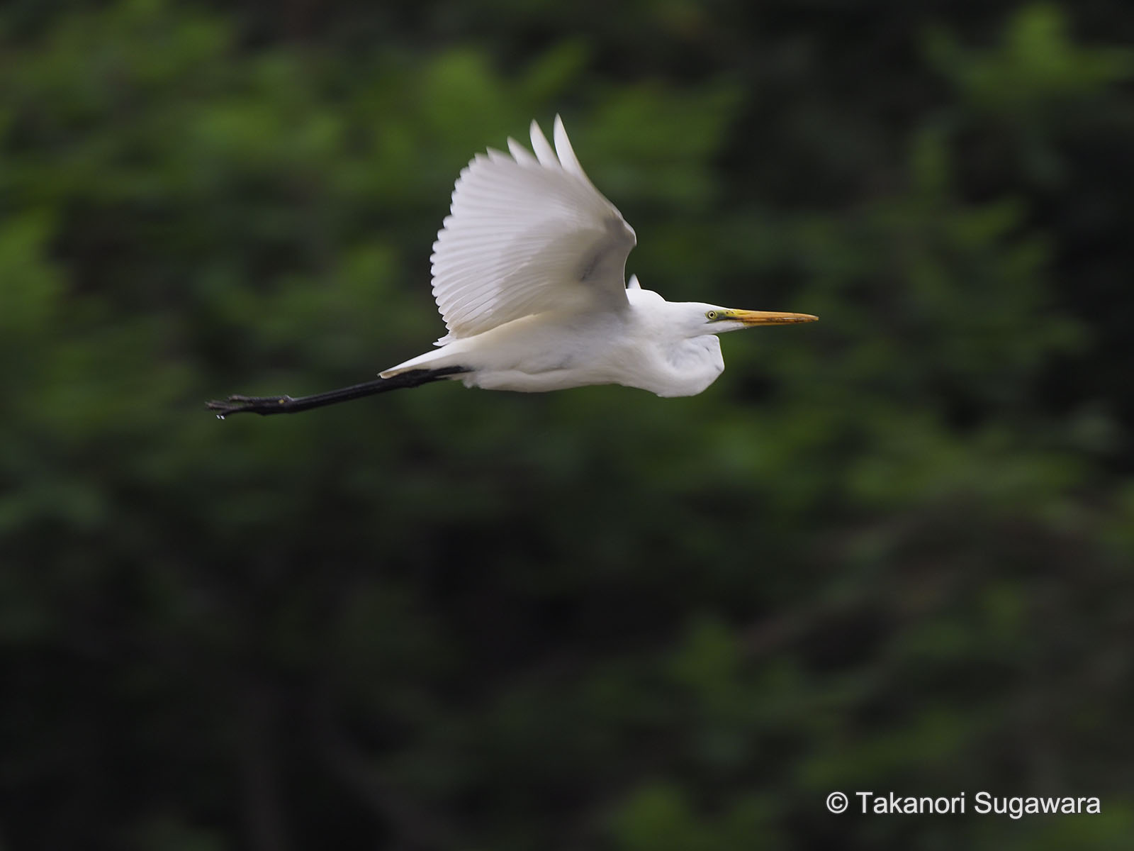 野鳥写真家 菅原貴徳