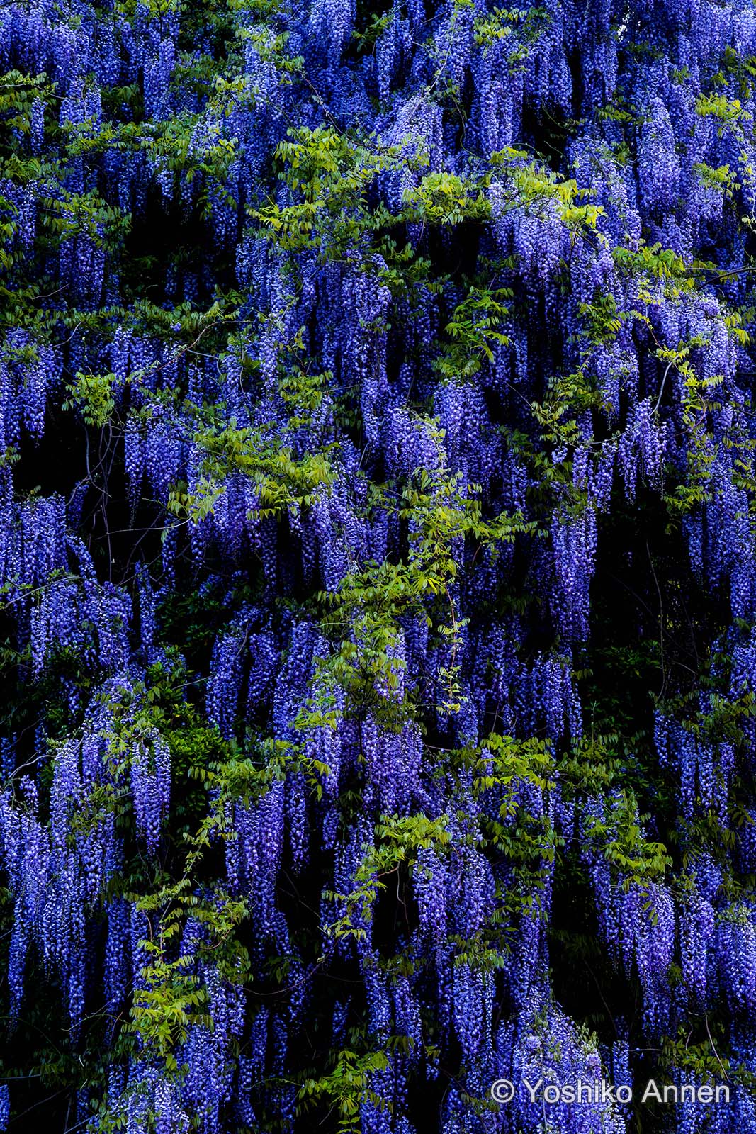 風景写真家 安念余志子 作例3