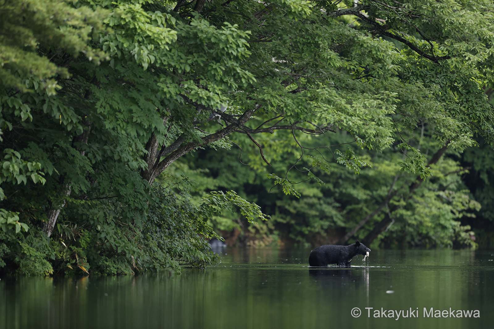 動物写真家 前川貴行 作例2