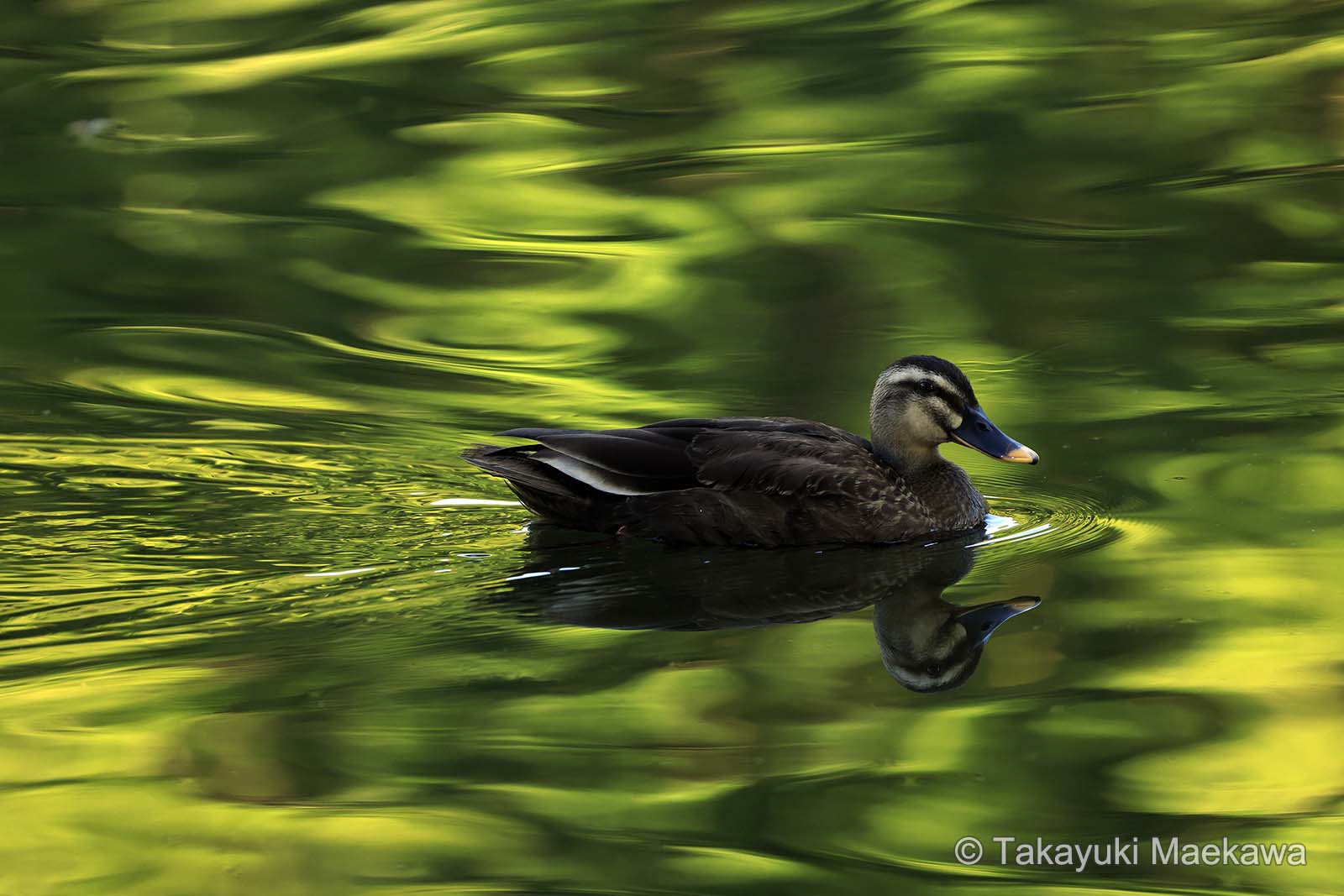 Photographer Takayuki Maekawa 3