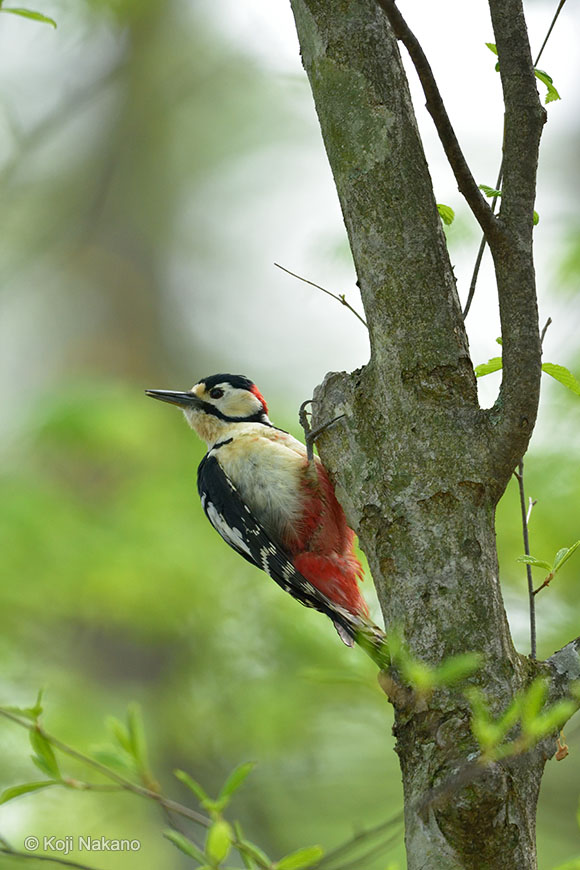 野鳥撮影レビュー 中野耕志