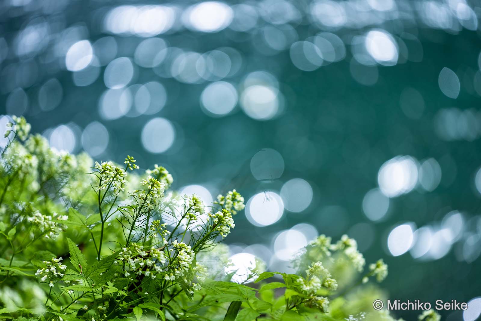 風景写真家 清家道子 作例1