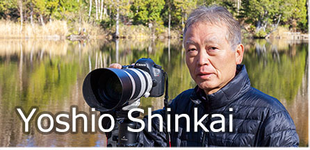 Yoshio Shinkai